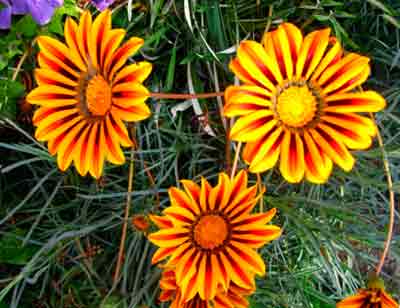 Gatsaniya vagy gazania