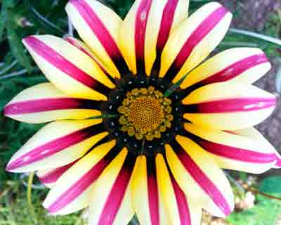 Gatsaniya vagy gazania