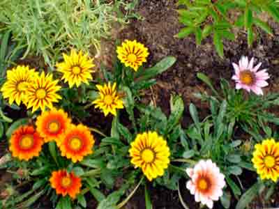 Gatsaniya vagy gazania