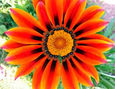 Gatsaniya vagy gazania