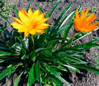 Gatsaniya vagy gazania