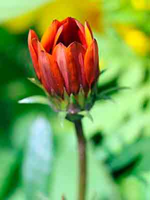 Gatsaniya vagy gazania