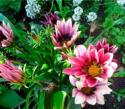 Gatsaniya vagy gazania