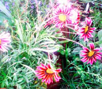 Gatsaniya vagy gazania