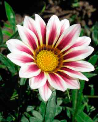 Gatsaniya vagy gazania