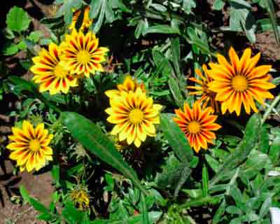 Gatsaniya vagy gazania