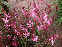 Gaura, consultanță floristică