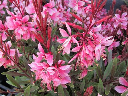 Gaura plantare și îngrijire, fotografie