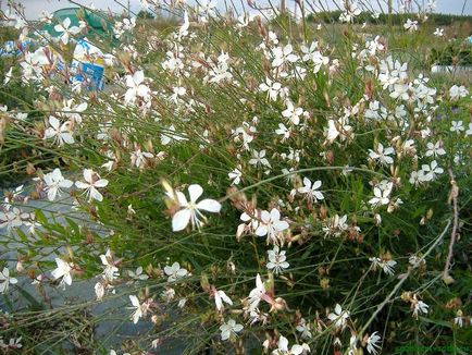 Gaura plantare și îngrijire, fotografie