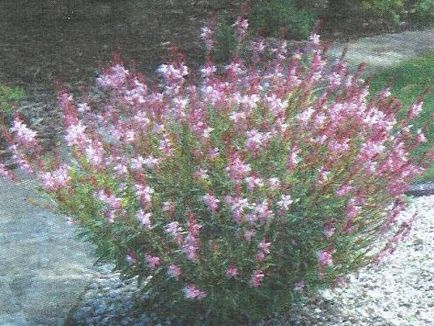 Gaura - grădini de Siberia