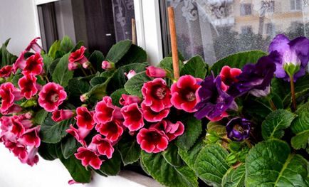 Gloxinia îngrijire la domiciliu