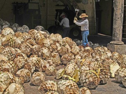 Blue Agave - büszkesége Mexikó - turista menü