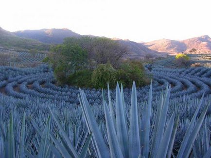 Blue Agave - büszkesége Mexikó - turista menü