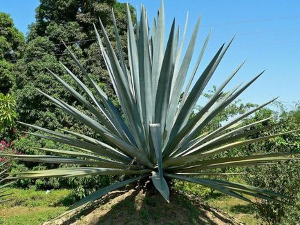 Blue Agave - büszkesége Mexikó - turista menü