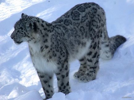 Belukha (Altáj) fotók, irányokat, videó, szálloda, ezoterikus turizmus (hegy) Belukha (Altáj) fotók, irányokat, videó, szálloda, turizmus ezoterikus
