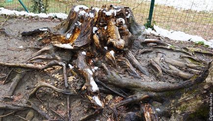 Hot cheie de primăvară în parcul de vindecare