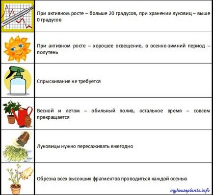 Ixiolirion Tatar - én szobanövények