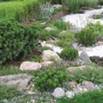 Ixiolirionul din Tătar, secretele grădinii