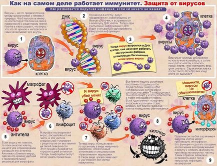 Az immunrendszer