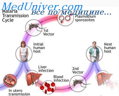 Imunitatea cu malaria