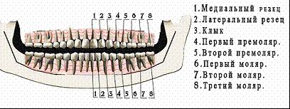 Implantarea dinților și implantologiei în stomatologie