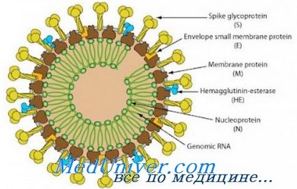 Інфекції викликані коронавірусів, метапневмовірус діагностика, лікування, профілактика