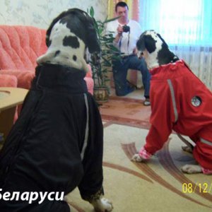 Magazin on-line dog60 - toate pentru câini