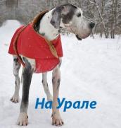 Magazin on-line dog60 - toate pentru câini