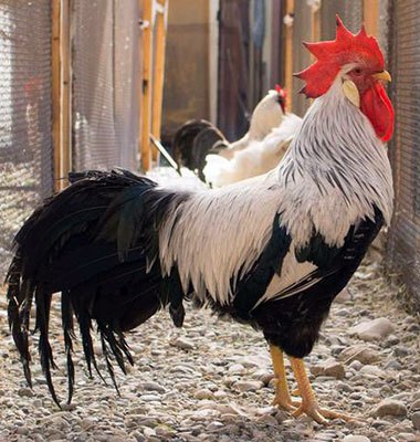 Leghorn csirke - baromfi