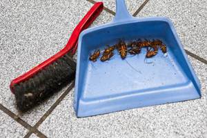 Позбавлення від тарганів назавжди в домашніх умовах як слід позбавлятися від комах в будинку
