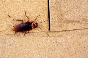 Scapa de gandaci pentru totdeauna acasa este cum sa scapi de insecte in casa