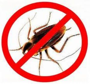 Позбавлення від тарганів назавжди в домашніх умовах як слід позбавлятися від комах в будинку