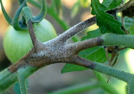 Cum să facem față cu phytophthora