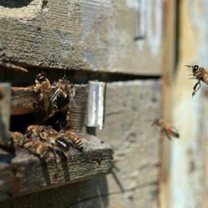 Як діють бджоли в вересні, і що потрібно для їх підготовки до зими