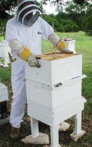Як діють бджоли в вересні, і що потрібно для їх підготовки до зими