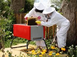 Modul în care albinele acționează în septembrie și ceea ce este necesar pentru a le pregăti pentru iarnă