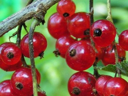 Cum sa pregatiti un compot de coacaze rosii - bucate de coacaze - retete