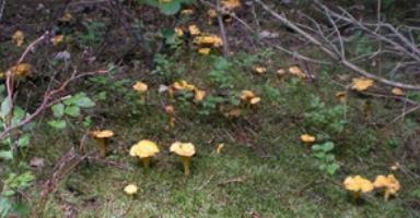 Які гриби їстівні які їстівні гриби збирають восени