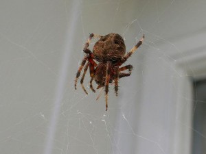 Які народні забобони існують з появою павука в будинку