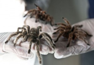 Ce superstiții populare există cu apariția păianjenului în casă