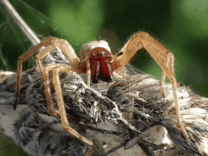 Які народні забобони існують з появою павука в будинку