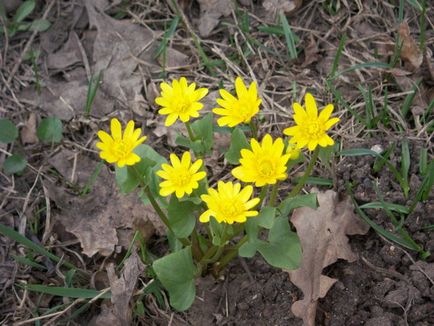 Ce flori de gradina infloresc in luna martie