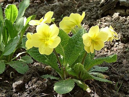 Ce flori de gradina infloresc in luna martie