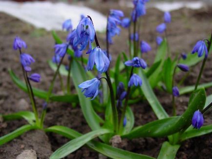 Ce flori de gradina infloresc in luna martie