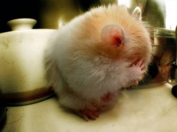 Cum să spălați hamsterii - știm cum!