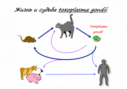 Cum poți obține toxoplasmoza de la o pisică