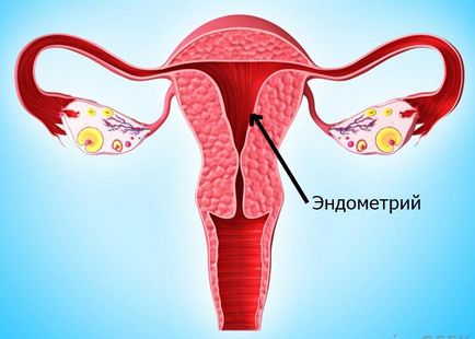 Hogyan növeli az endometrium a terhesség alatt tervezés