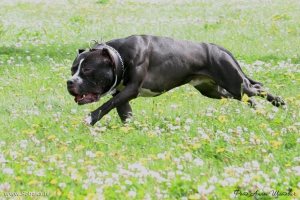 Cum de a desena un câine, ghid de câine