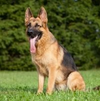 Cum de a desena un câine, ghid de câine