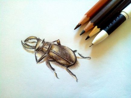 Як намалювати жука олівцем поетапно